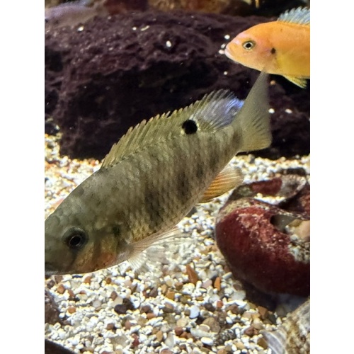 Group of 3 Endangered Coptodon Bythobates Cichlids