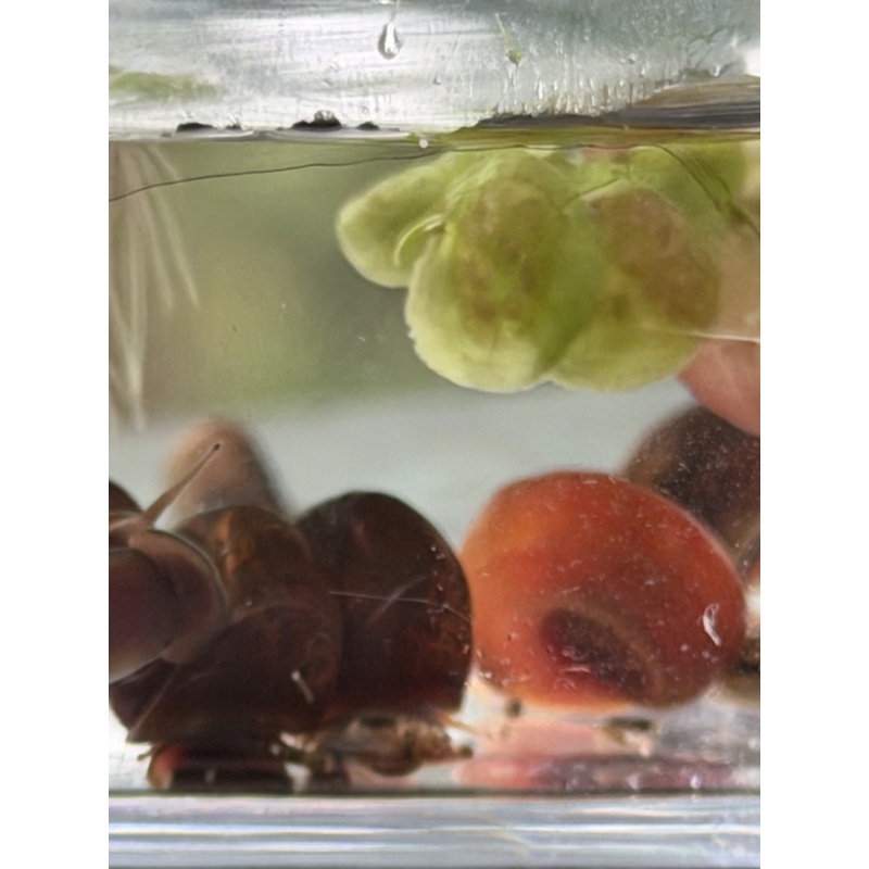 Live adult  ramshorn snails clean Up Crew Qty. 5