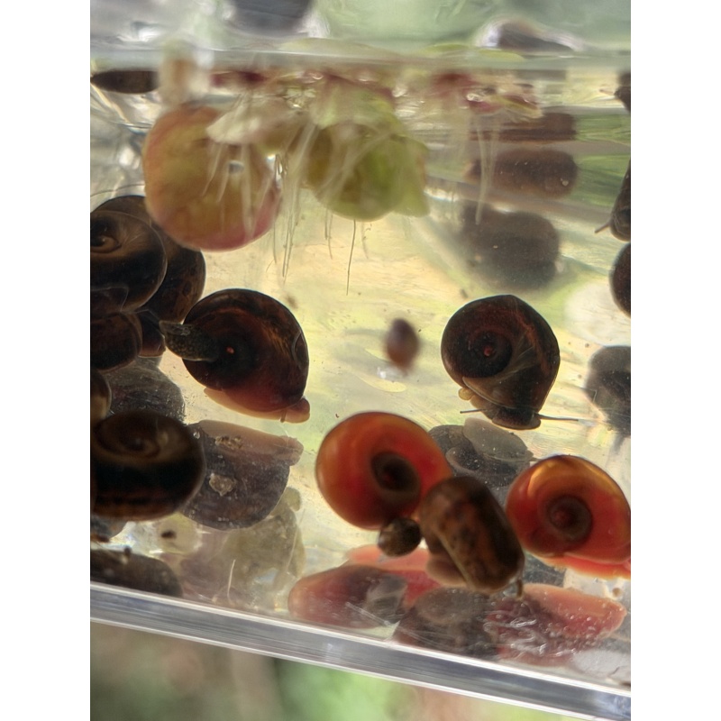 Live adult  ramshorn snails clean Up Crew Qty. 5