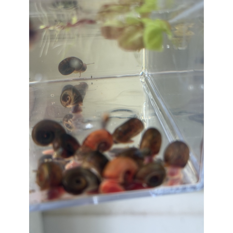 Live adult  ramshorn snails clean Up Crew Qty. 5