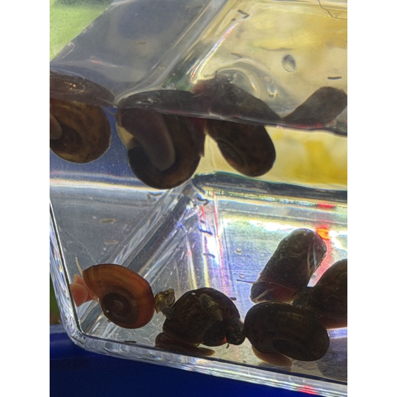 Live adult  ramshorn snails clean Up Crew Qty. 5