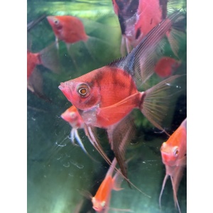 Midnight Sun Premium Angelfish and More