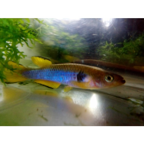Aphyosemion ocellatum Sikasika GJS 00/05  25 eggs