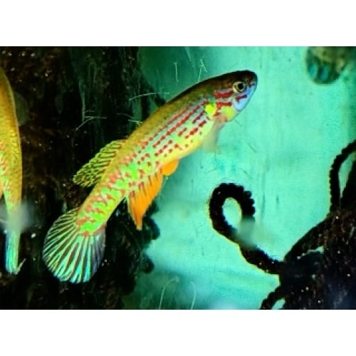 Aphyosemion bochtleri Mintoum GWW 86/11  20 eggs