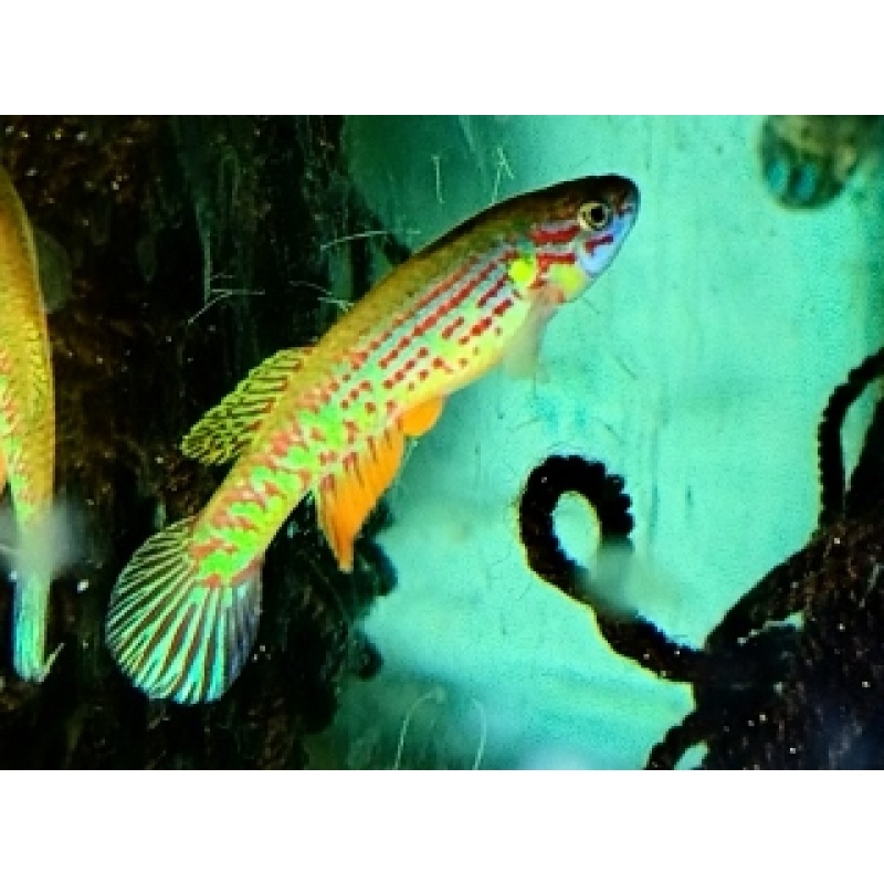 Aphyosemion bochtleri Mintoum GWW 86/11  20 eggs