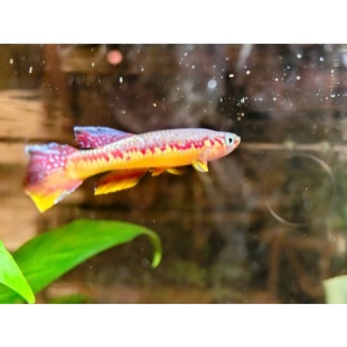 Aphyosemion wachtersi FCO 2011/4  20 eggs