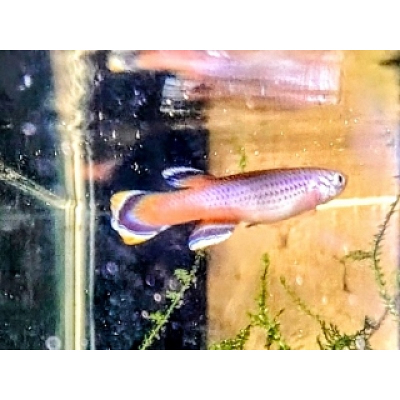 Aphyosemion celiae Teke Teke CXC 21  25 eggs