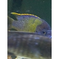 Adult Aulonacara Lwanda