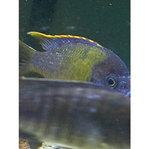 Adult Aulonacara Lwanda