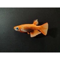 Japanese Medaka Ricefish Polymer Clay Fish Magnets