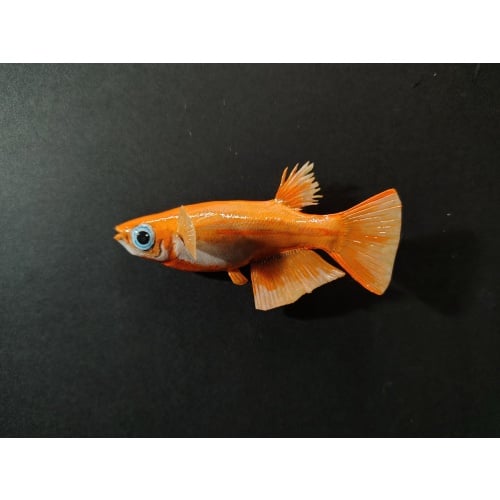 Japanese Medaka Ricefish Polymer Clay Fish Magnets