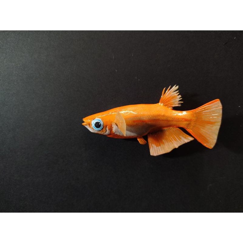 Japanese Medaka Ricefish Polymer Clay Fish Magnets
