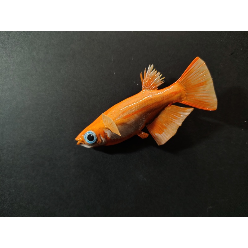 Japanese Medaka Ricefish Polymer Clay Fish Magnets