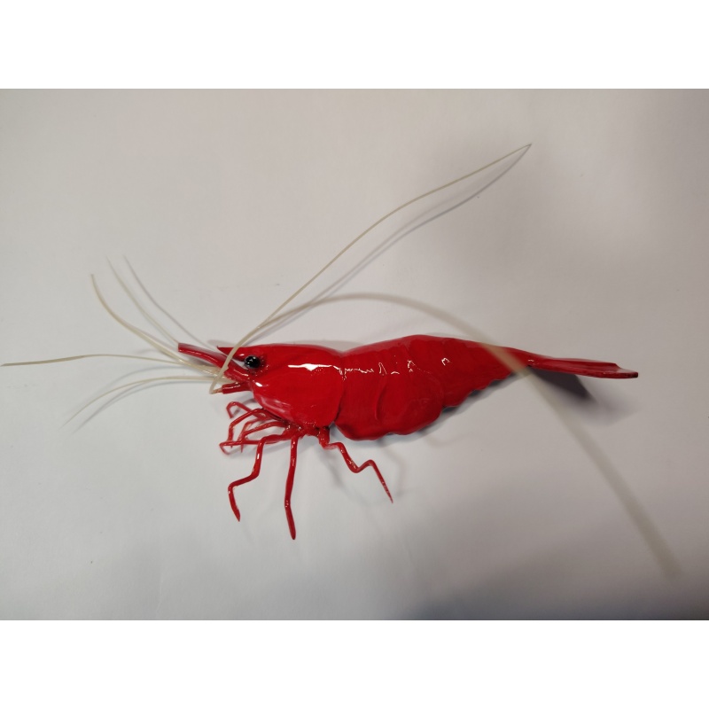 Red Cherry Neocraidina Shrimp Polymer Clay Neo Shrimp Magnet