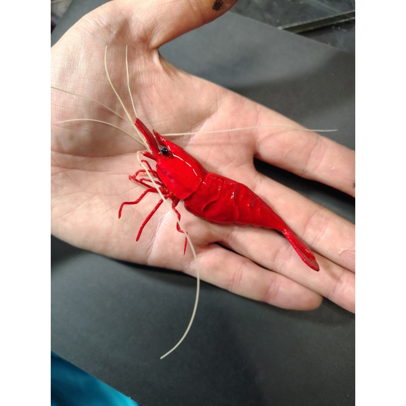 Red Cherry Neocraidina Shrimp Polymer Clay Neo Shrimp Magnet