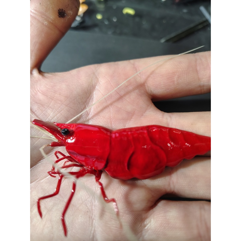 Red Cherry Neocraidina Shrimp Polymer Clay Neo Shrimp Magnet