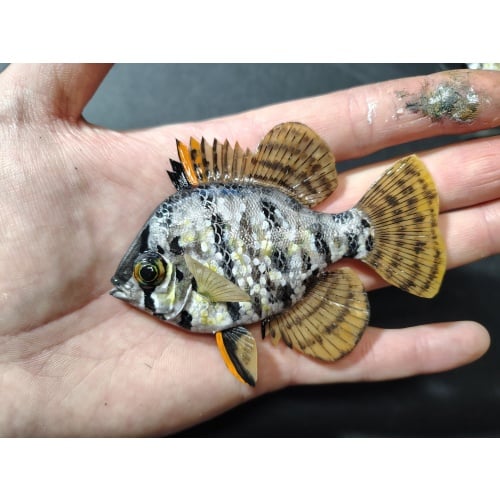 Enneacanthus chaetodon Blackbanded Sunfish Polymer Clay Sculpture Magnets