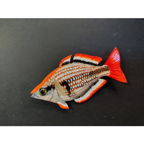 Mel. mairasi male rainbowfish Polymer Clay Sculpture Magnet