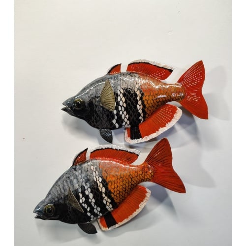 Mel. boesemani "Lake Uter" Sculpture Magnet