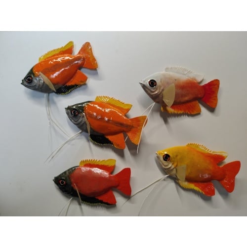 Male Honey Dwarf Gourami Polymer Clay Fish Magnets