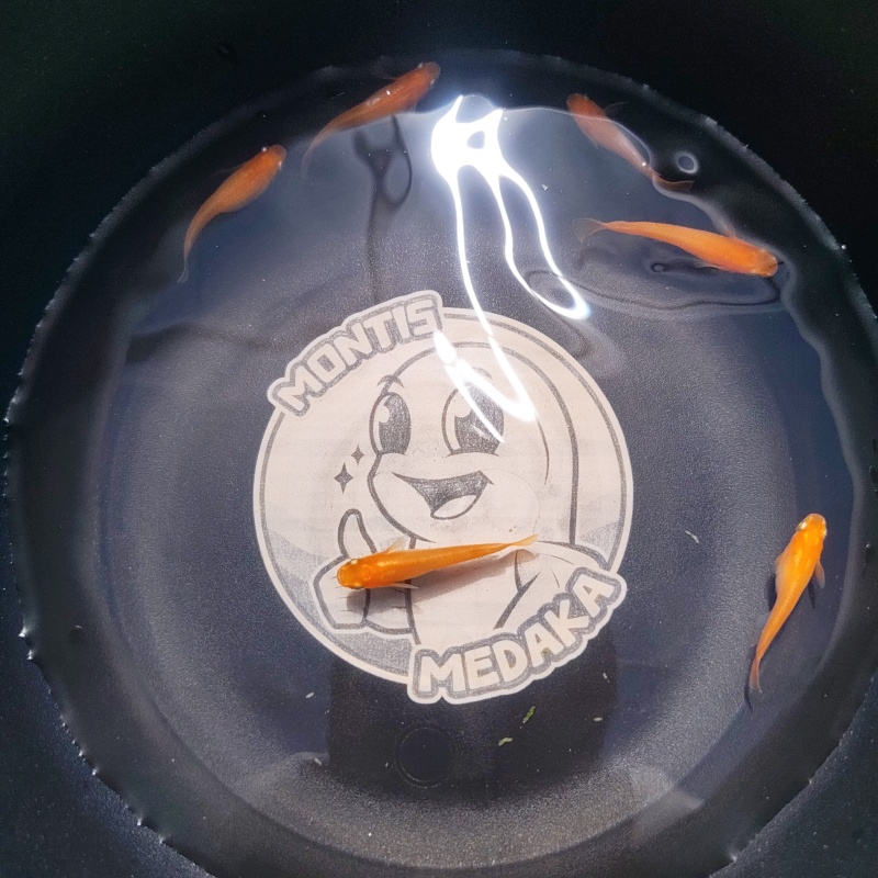 10+3 Medaka Eggs - Yokihi (Y-31) - Intense Red-Orange Strain