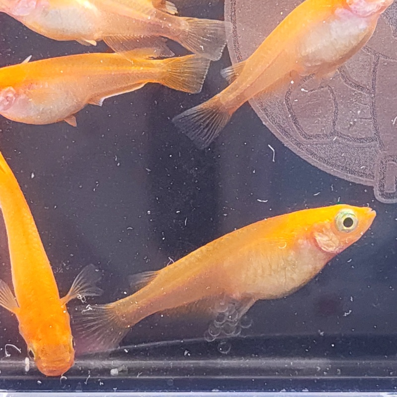 10+3 Medaka Eggs - Yokihi (Y-31) - Intense Red-Orange Strain