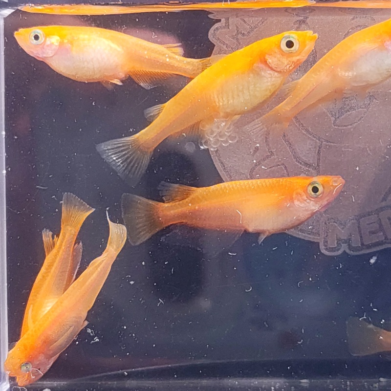 10+3 Medaka Eggs - Yokihi (Y-31) - Intense Red-Orange Strain