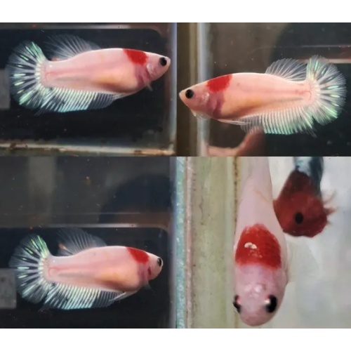 Female Red Tancho