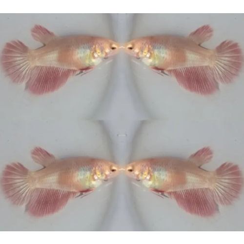 Female Pinky