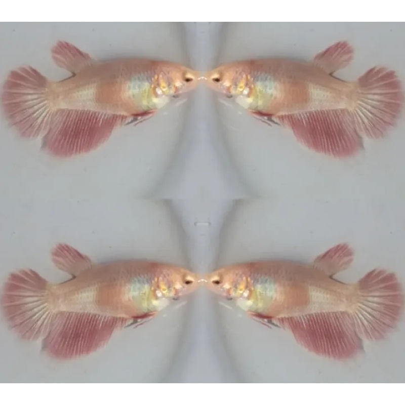 Female Pinky