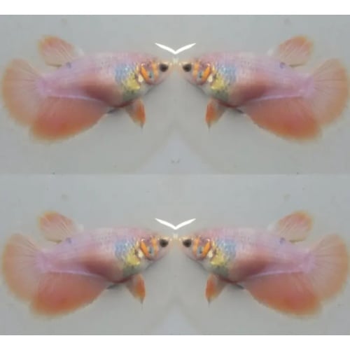 Female Orange Peach