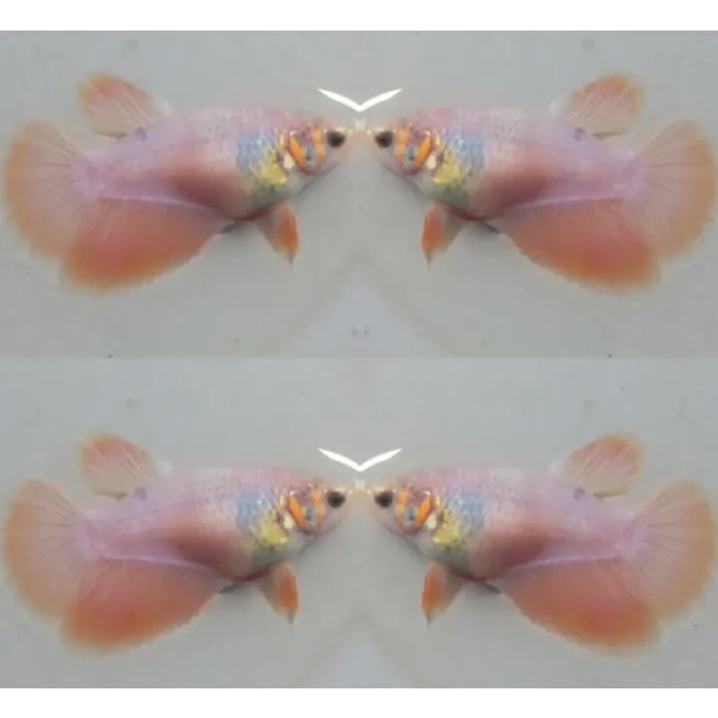 Female Orange Peach