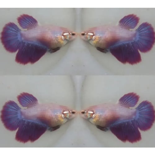 Female Red Purple