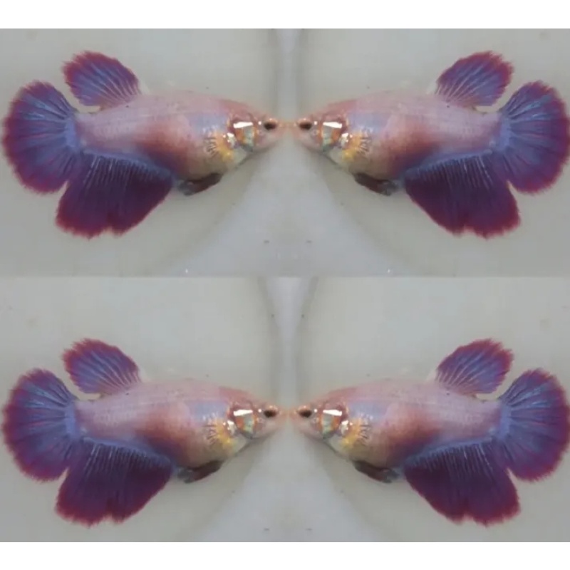 Female Red Purple