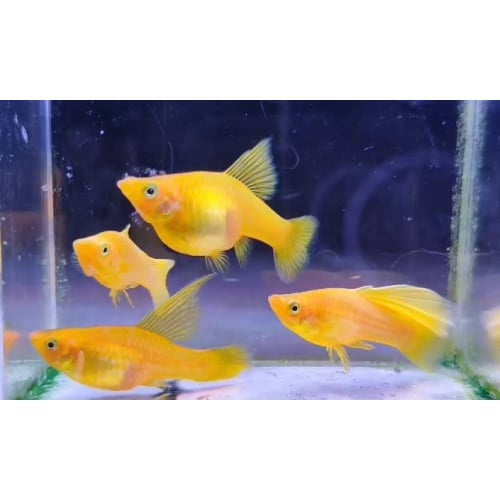 Pair Variatus Yellow Banana Highfin