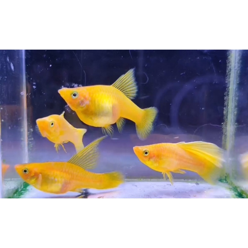Pair Variatus Yellow Banana Highfin