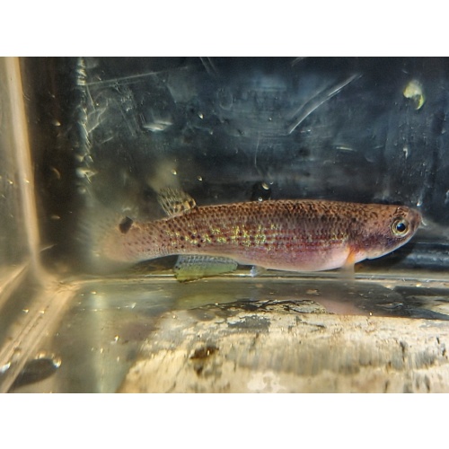 Anableploides fransvermeuleni SUR 2010/03 Bakhuis  25 eggs