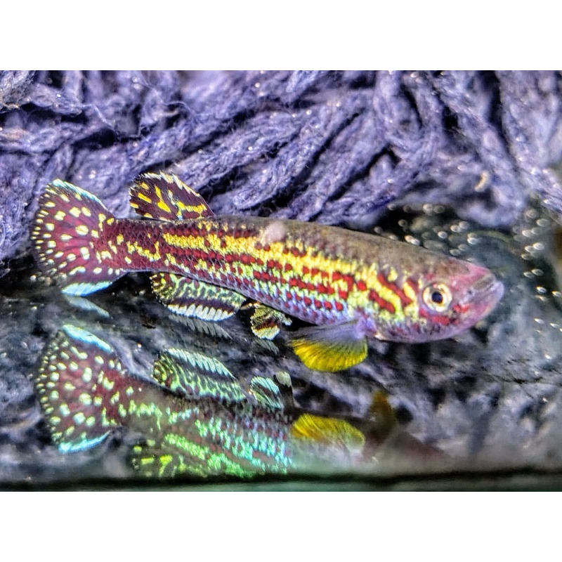 Fundulopanchax marmoratus Mbonge  35 eggs