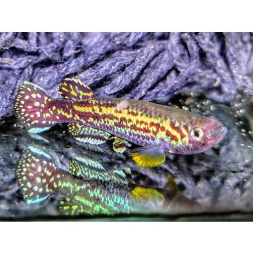 Fundulopanchax marmoratus Mbonge  40 eggs