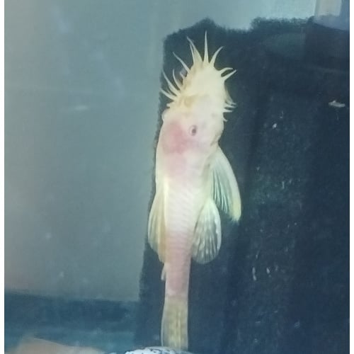 Albino Bristlenose Pleco M/F Pair