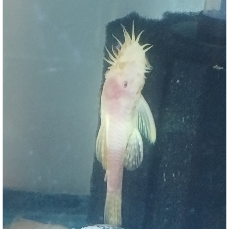 Albino Bristlenose Pleco M/F Pair