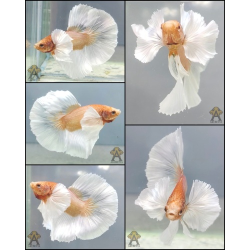 Amazing Gold Dumbo Ear Butterfly
