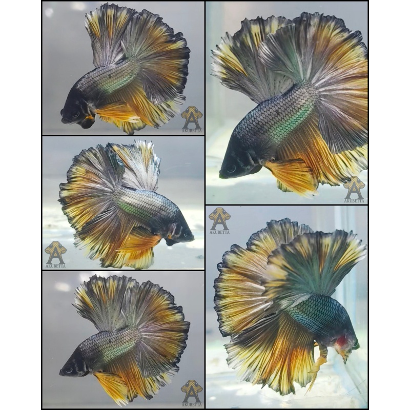 Yellow Copper Rosetail