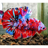 Koi Galaxy Halfmoon Betta - Healthy - Rp 160,000