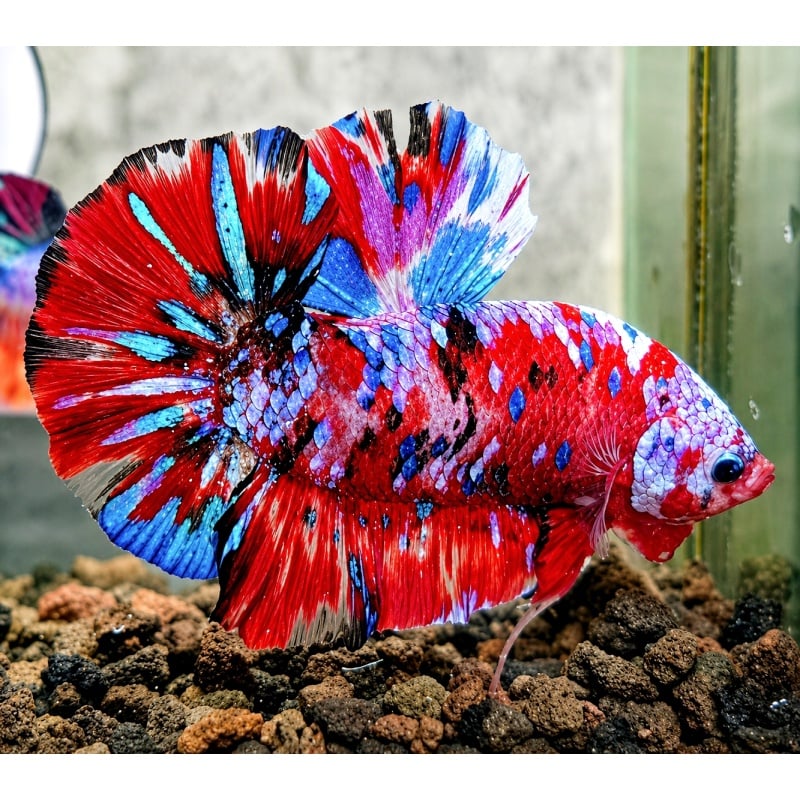 Koi Galaxy Halfmoon Betta - Healthy - Rp 160,000
