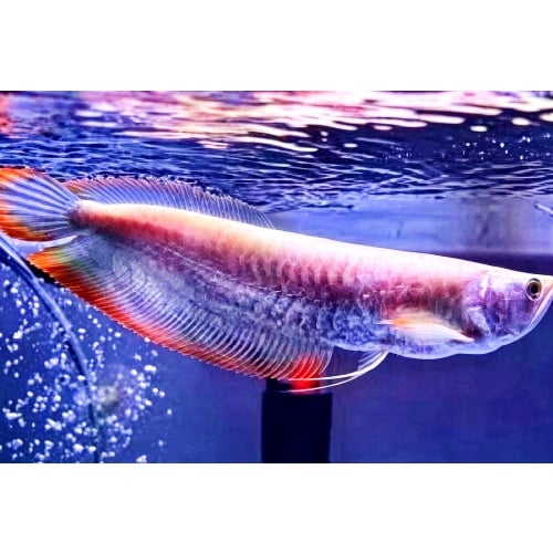 35 cm Silver Red Arowana – Healthy & Active