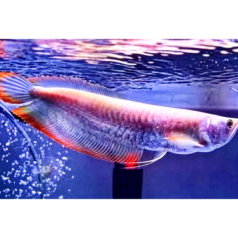 35 cm Silver Red Arowana – Healthy & Active