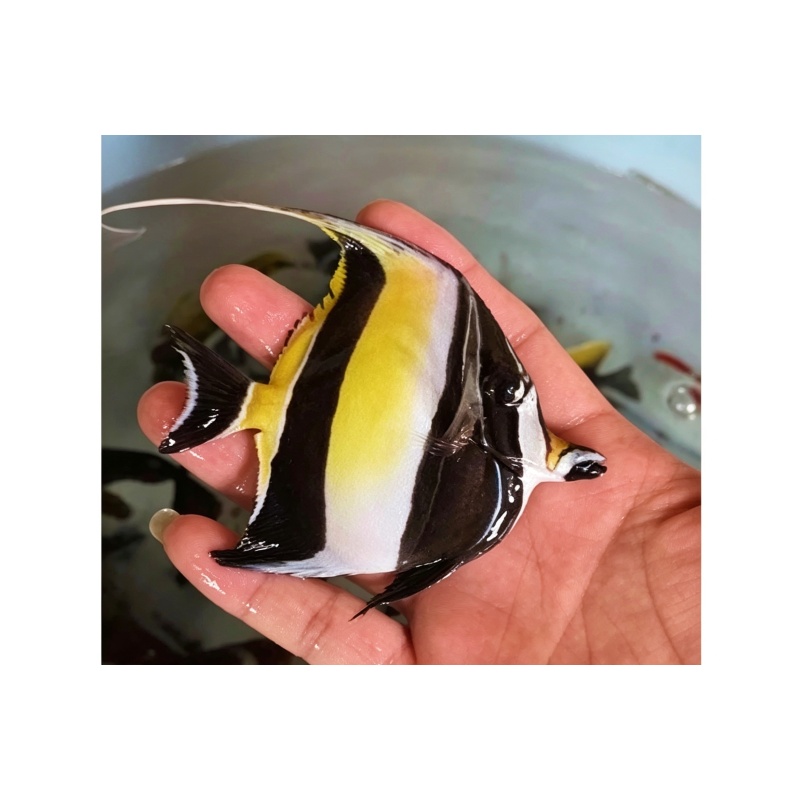 Moorish Idol (Zanclus cornutus) – Size 8–10 cm – Healthy & Active