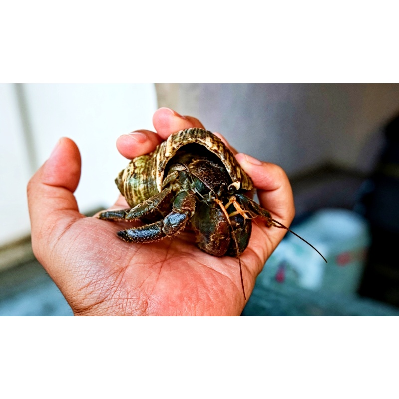 Black Mamba Hermit Crab – Size L2 (6–7.5 cm) – Coenobita perlatus