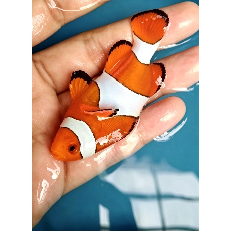XXL Ocellaris Clownfish 6–8 cm – Captive Bred Healthy